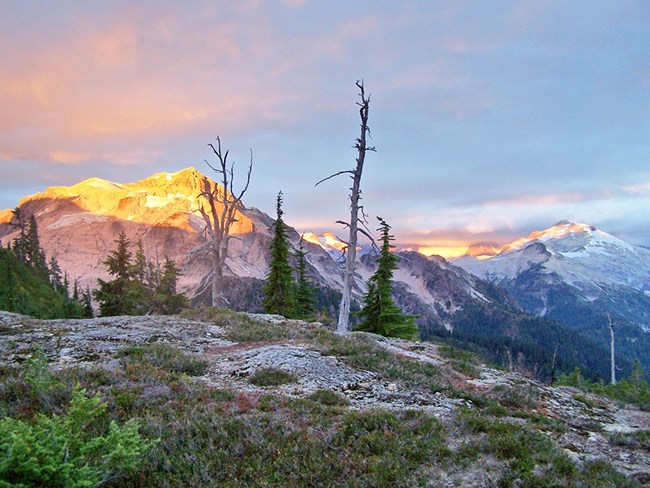 Whitebark pine at Heather Ridge Living and dead trees on a ridge-top at sunrise