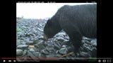 video screen shot--bear on beach video screen shot--bear on beach