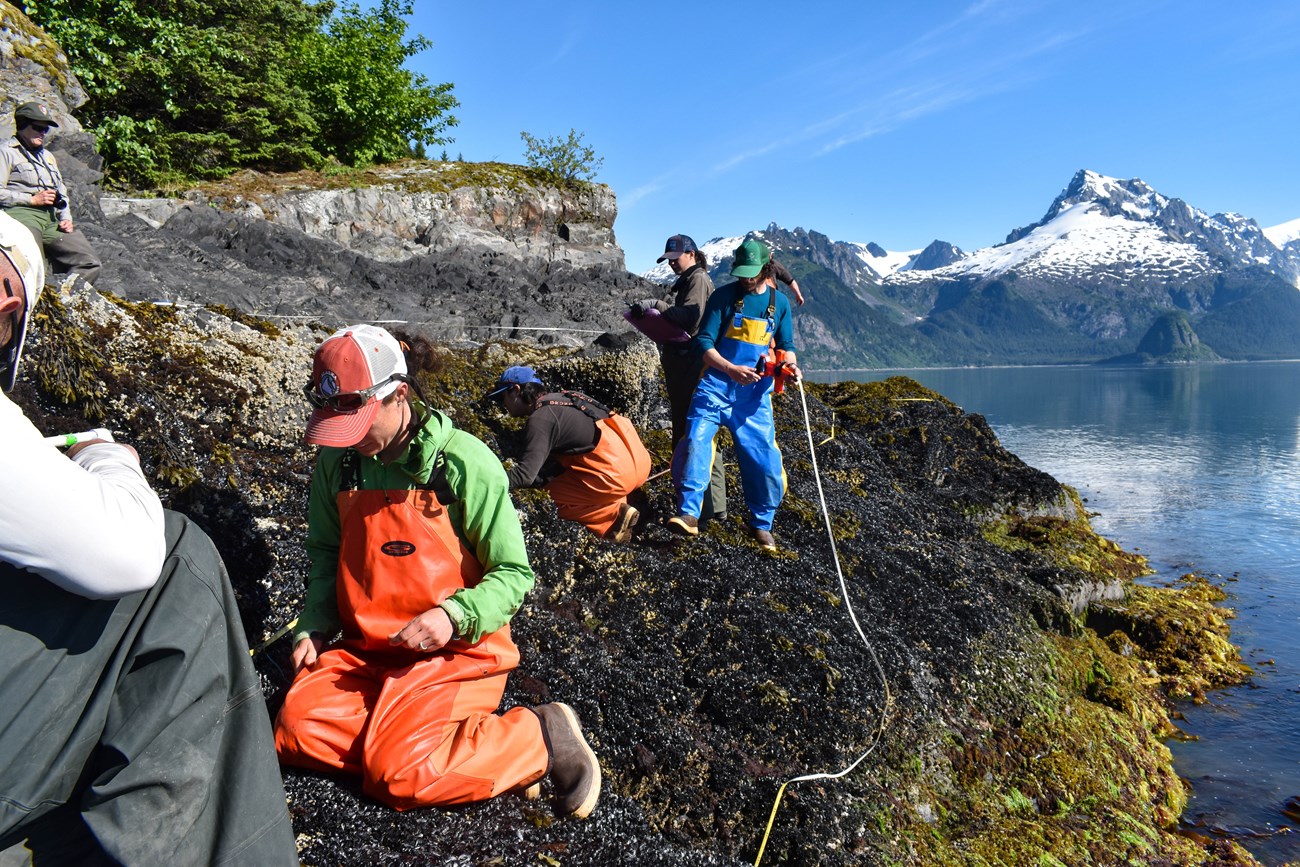 A group of people in brightly colored overalls stand and kneel with a tape measure in an intertidal zone.