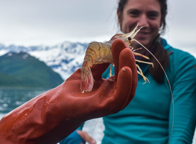A teacher examines a zooplankton specimen An orange gloved hand holds up a shrimp-like organism in front of a person on a boat.