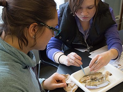 Workshop participants dissecting razor clams Workshop participants dissecting razor clams
