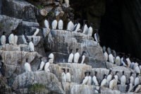 Common murre colony Common murres standing on rocks on the face of a cliff.