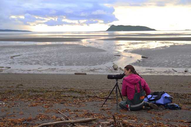 bear researcher Researcher peers into a spotting scope on the beach.