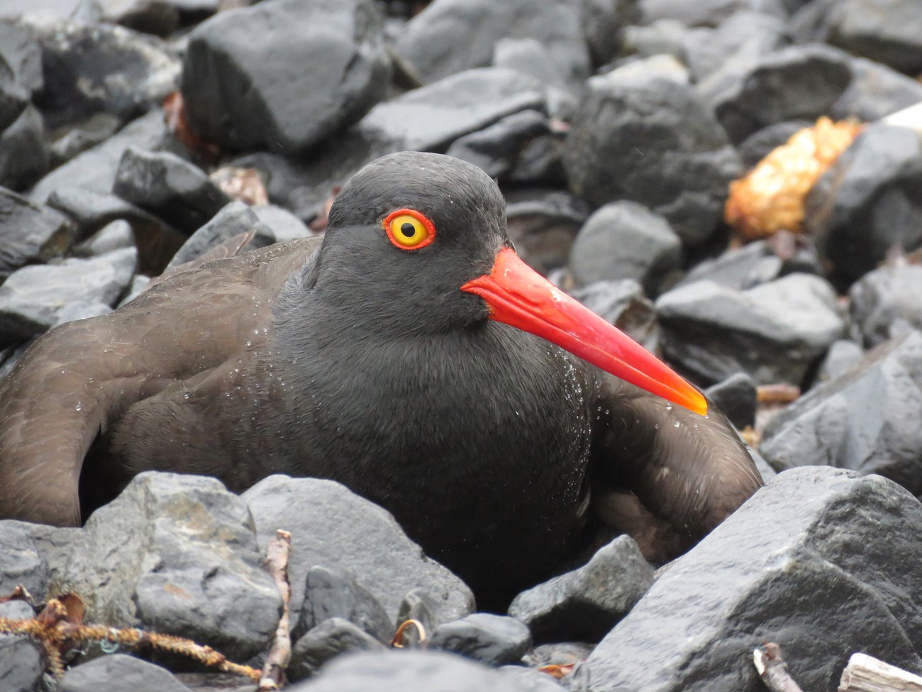 Black oystercatcher on the beach