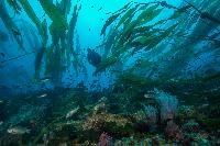 A lone diver swims beneath a curtain of kelp leaves in the ocean.