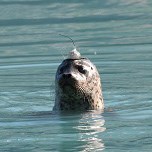 harbor seal in water harbor seal in water