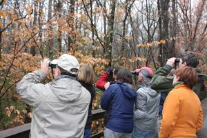 Birders at Congaree