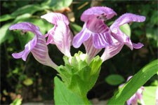 lt= Carolina bogmint in bloom at Congaree National Park.
