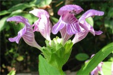 Carolina bogmint in bloom at Congaree National Park.