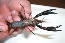 Scientist identifying crayfish at Congaree National Park