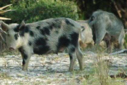 lt= A family of feral hogs