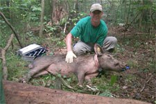 Scientist places tracking collar on feral hog at Congaree National Park.