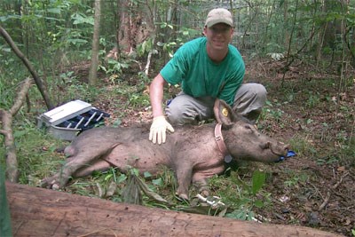 This feral hog was trapped and
tranquilized during a research project.