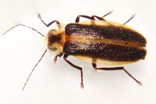 Sychronic firefly (Photuris frontalis)