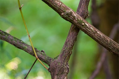 Lianas, or woody vines, are abundant,
diverse, and important at Congaree National
Park.