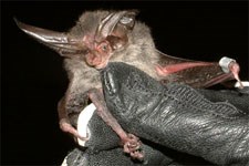 Rafinesque's Big-Eared Bat