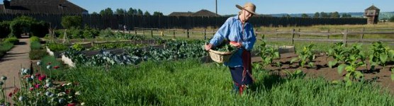 A park volunteer helps maintain a native garden at a NPS site