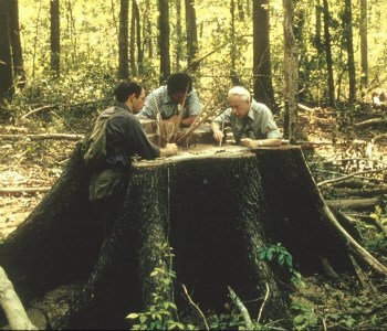Researchers meet over a cut tree stump to discuss next steps