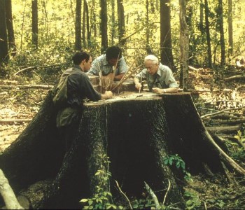 lt= Researchers meet over a cut tree stump to discuss next steps