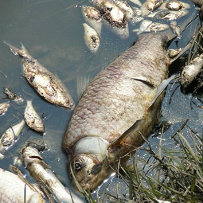 lt= Dead fish litter the banks of a river