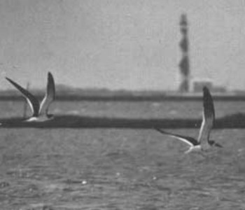 lt= A pair of seagulls fly over the ocean at Cape Lookout National Seashore