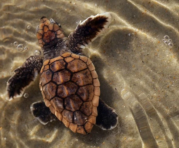 A baby sea turtle swims in the shallows at Cape Lookout