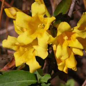 lt= Yellow jessamine blooming