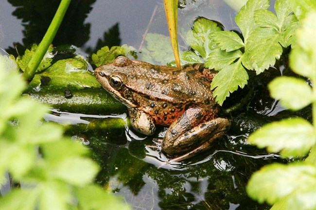California red-legged frog Large brown frog with red below its hind legs, sitting on vegetation in a pond