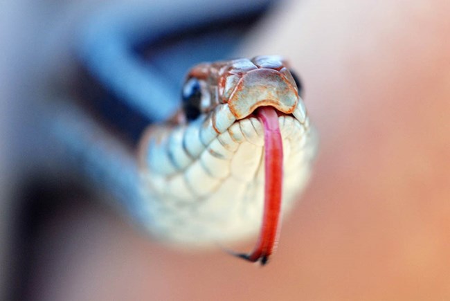 Head on view of a colorful snake flicking its toungue