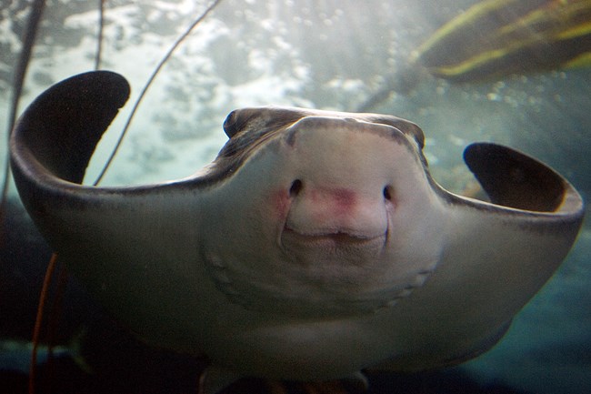 Close-up of a bat ray from below