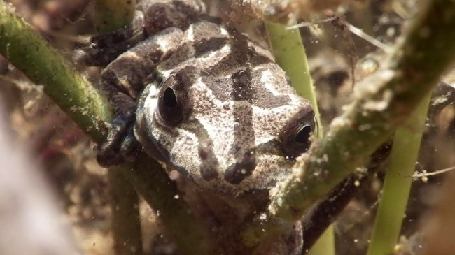 Small frog underwater, hanging on to strands of algae-covered vegetation