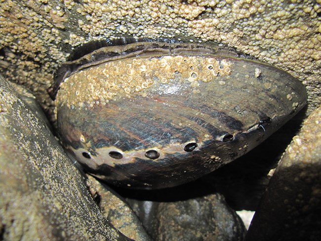 Black abalone. Black abalone.