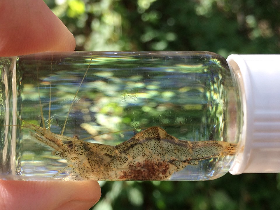 Female freshwater shrimp carrying eggs, held in a glass vial for temporary viewing and identification before release