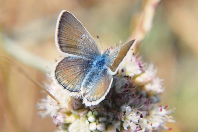 Female mission blue butterfly on a coast buckwheat flower.