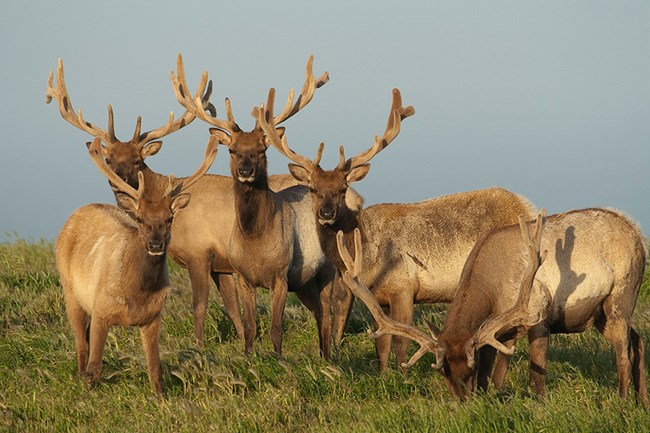 Tule elk selection of surface water and forage is mediated by season and  drought – California Fish and Wildlife Scientific Journal