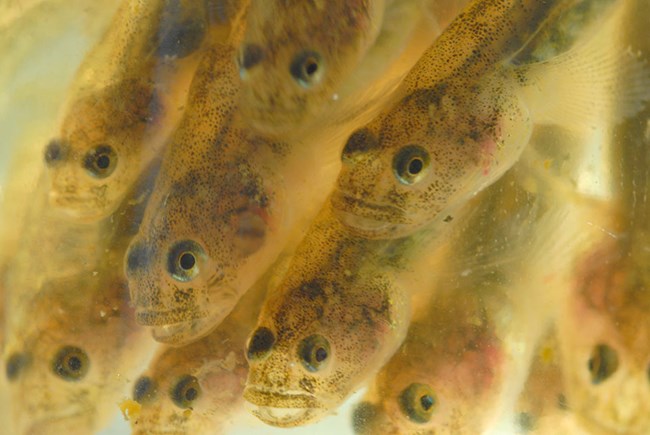 School of tidewater gobies.