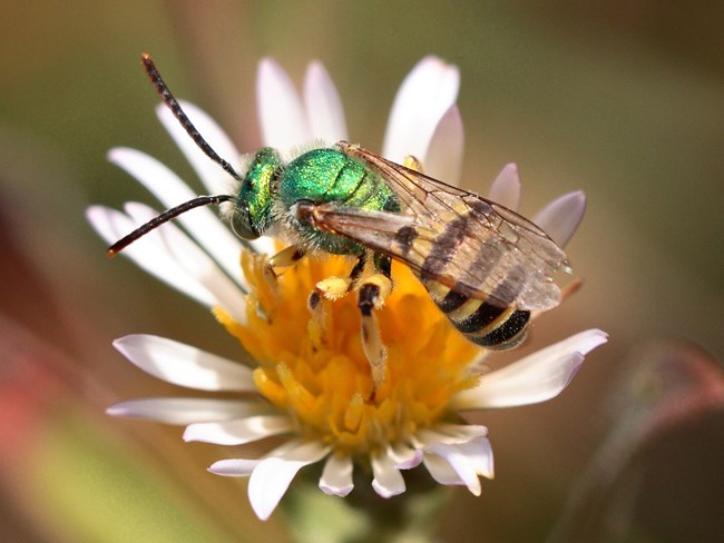 Close up of green sweat bee. Close up of green sweat bee.