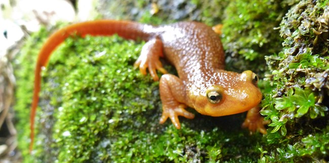 Orange newt with rough skin on a mossy log