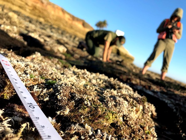 Intertidal monitoring at Cabrillo National Monument Intertidal algae and a measuring tape, with people recording monitoring data out of focus in the background