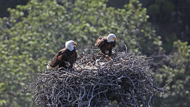 Two adult bald eagles stand on their huge nest with their eaglets and pieces of prey