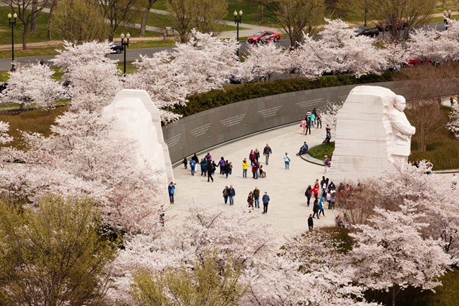 The Martin Luther King Jr Memorial surrounded by cherry blossom trees in bloom. Several visitors walk around the Memorial.