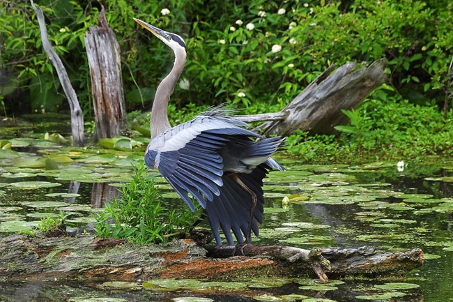 A great blue heron is stands on a log surrounded by green lily pads, its wings partially outstretched.