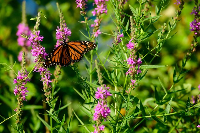 Monarch butterfly on purple flowers