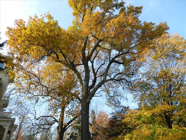 Monocacy tulip poplar tree Gambrill House Tulip Poplar