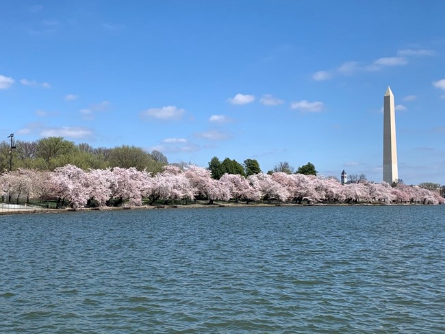 Washington Monument behind a tidal basin lined with cherry blossom trees