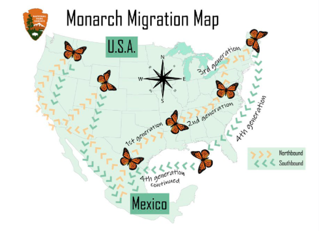 Карта миграции бабочек монархов