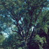 Montrose park tulip poplar tree