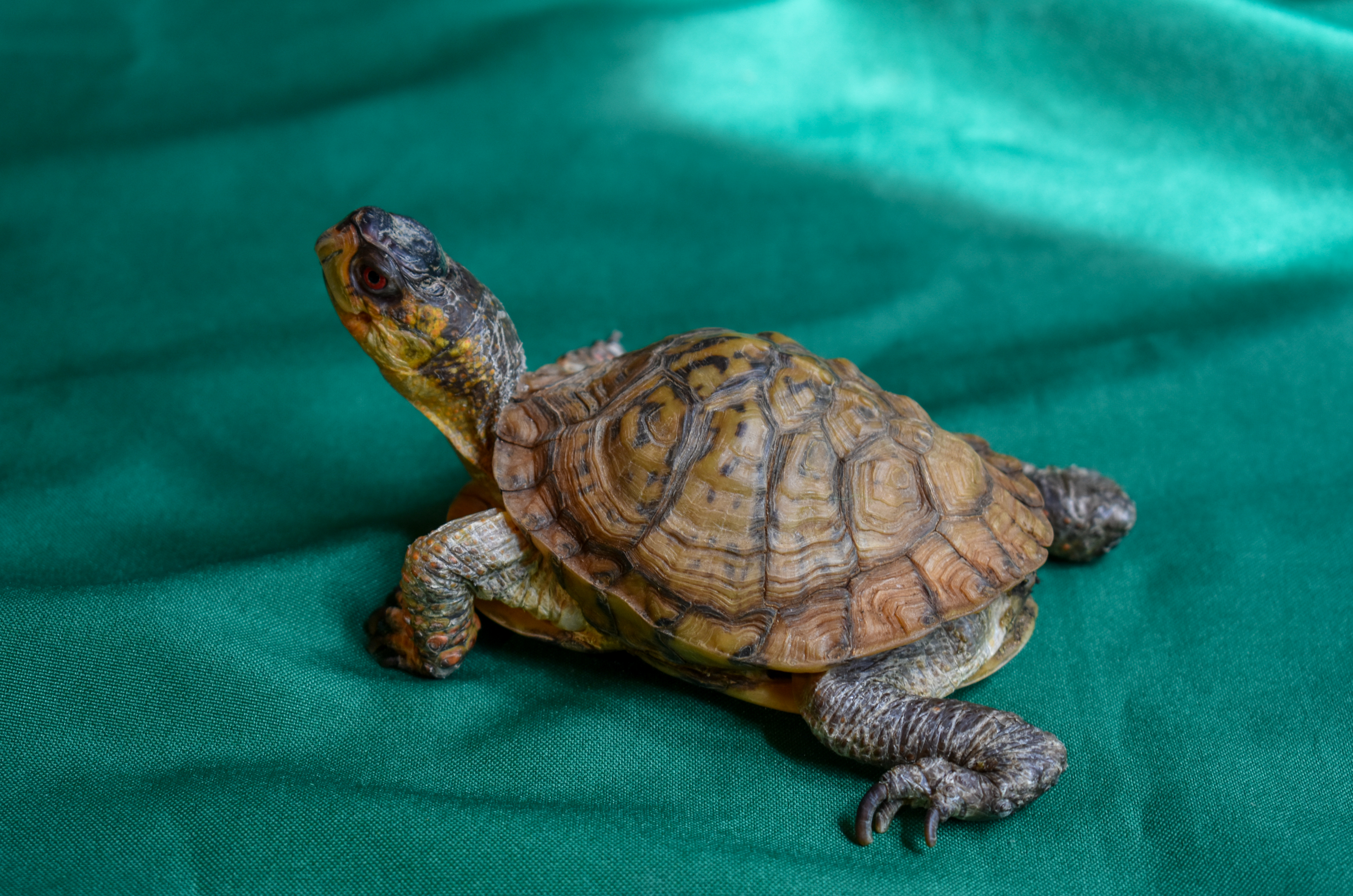 Pokey, the eastern box turtle