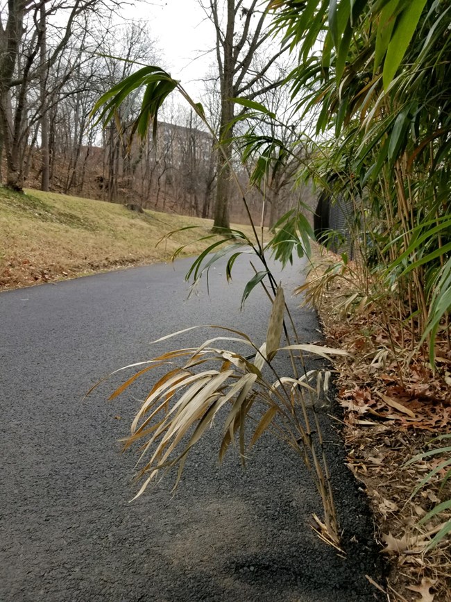 Bamboo growing through asphalt on Rock Creek Trail.