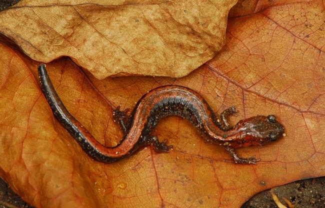 Red-backed salamander on a leaf
